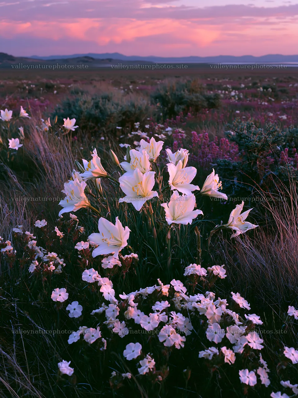 Sagebrush meadow during sunset with blooming flowers – nature photography 6866x9174