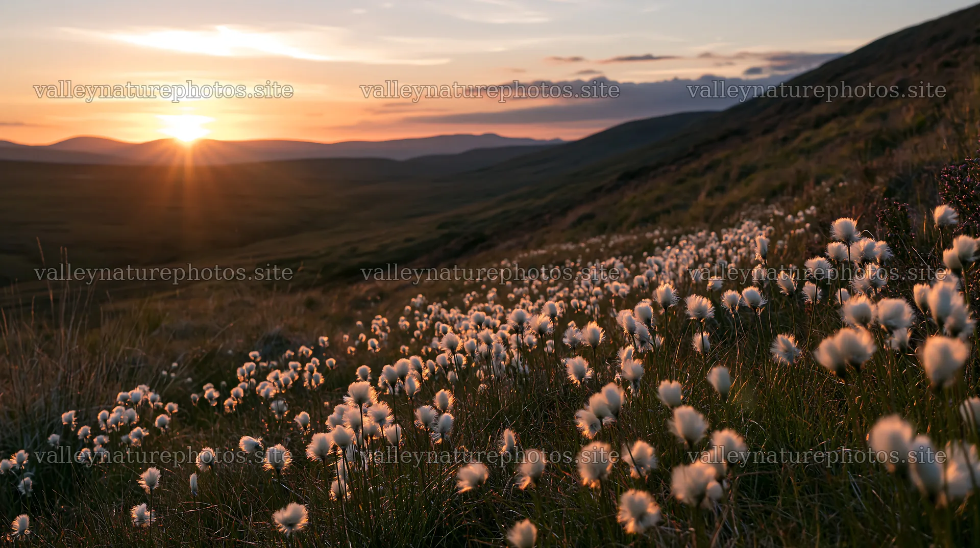 Cottongrass meadow glow during sunset – nature photography 10608x5938
