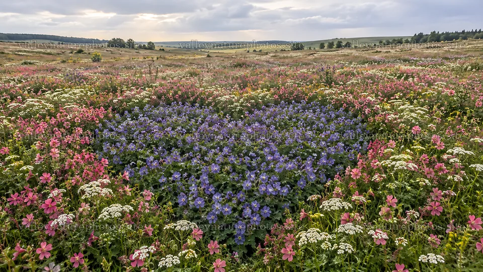Heart-Shaped Purple Flowers in a Colorful Meadow – nature photography 10324x5812