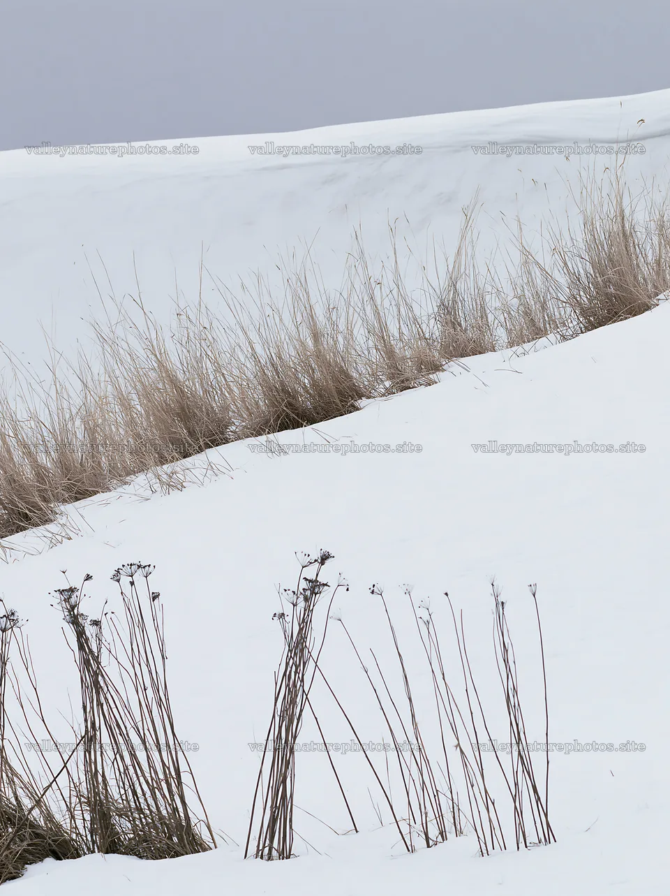 Snowy highland meadow with tall grass in winter landscape – nature photography 6866x9174