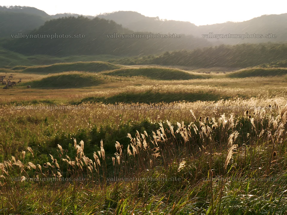 Tottori windy meadow with dune grasses at sunset – nature photography 9174x6866