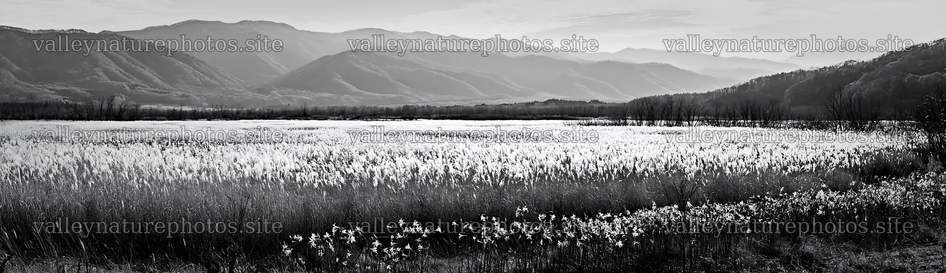 Akita snowmelt meadow with silver grasses under clear skies – nature photography 14762x4268