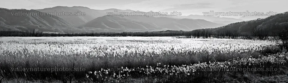 Akita snowmelt meadow with silver grasses under clear skies – nature photography 14762x4268