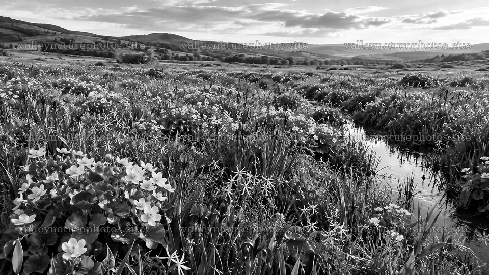 Monochrome Meadow and Stream Beneath Rolling Hills – nature photography 10324x5812