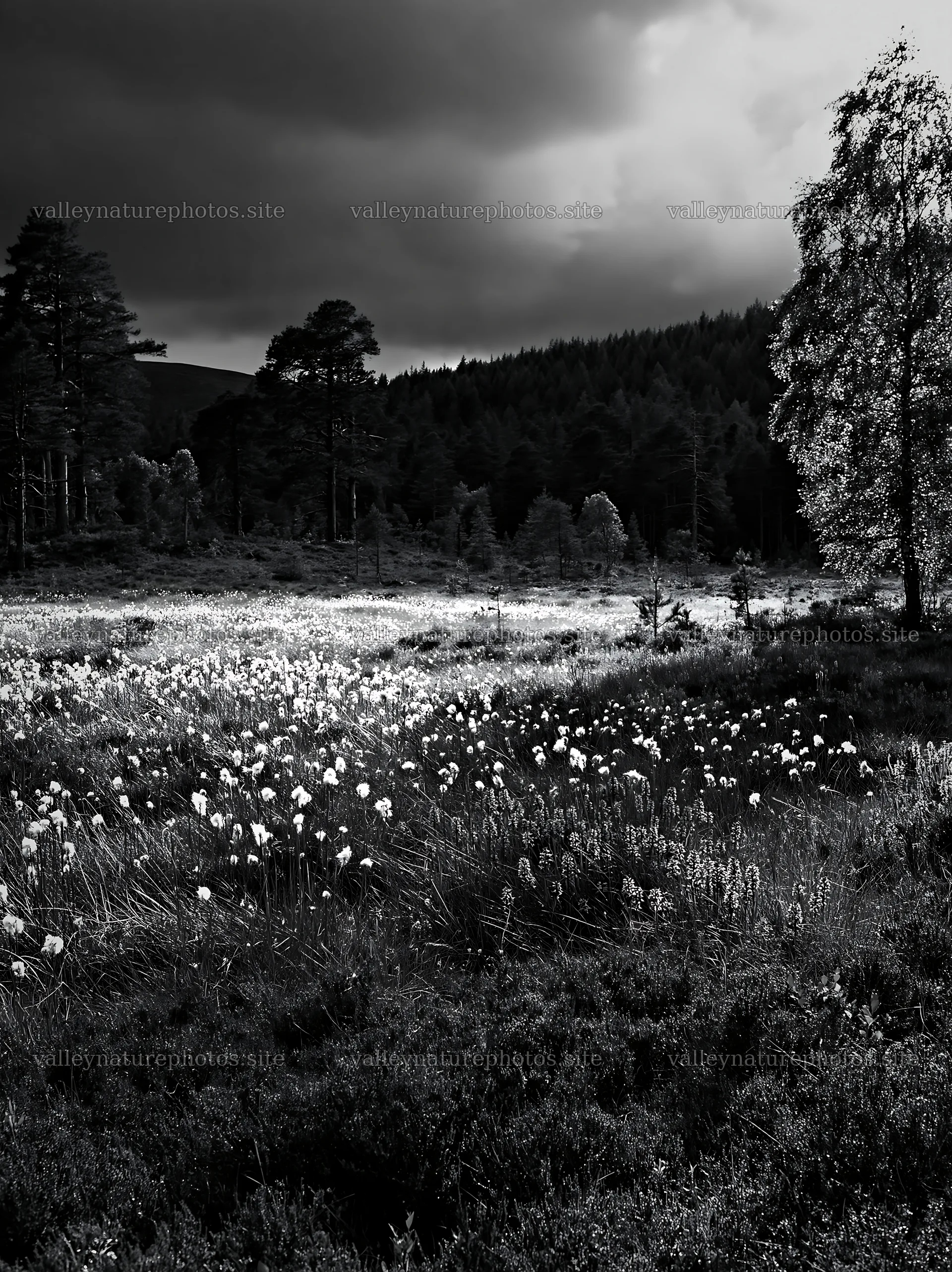 Pine forest meadow with flowers under cloudy sky – nature photography 6866x9174