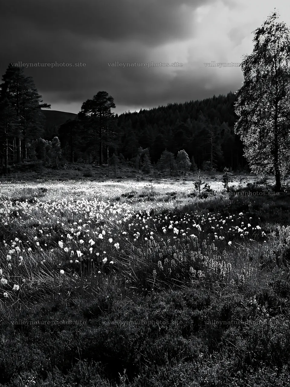 Pine forest meadow with flowers under cloudy sky – nature photography 6866x9174