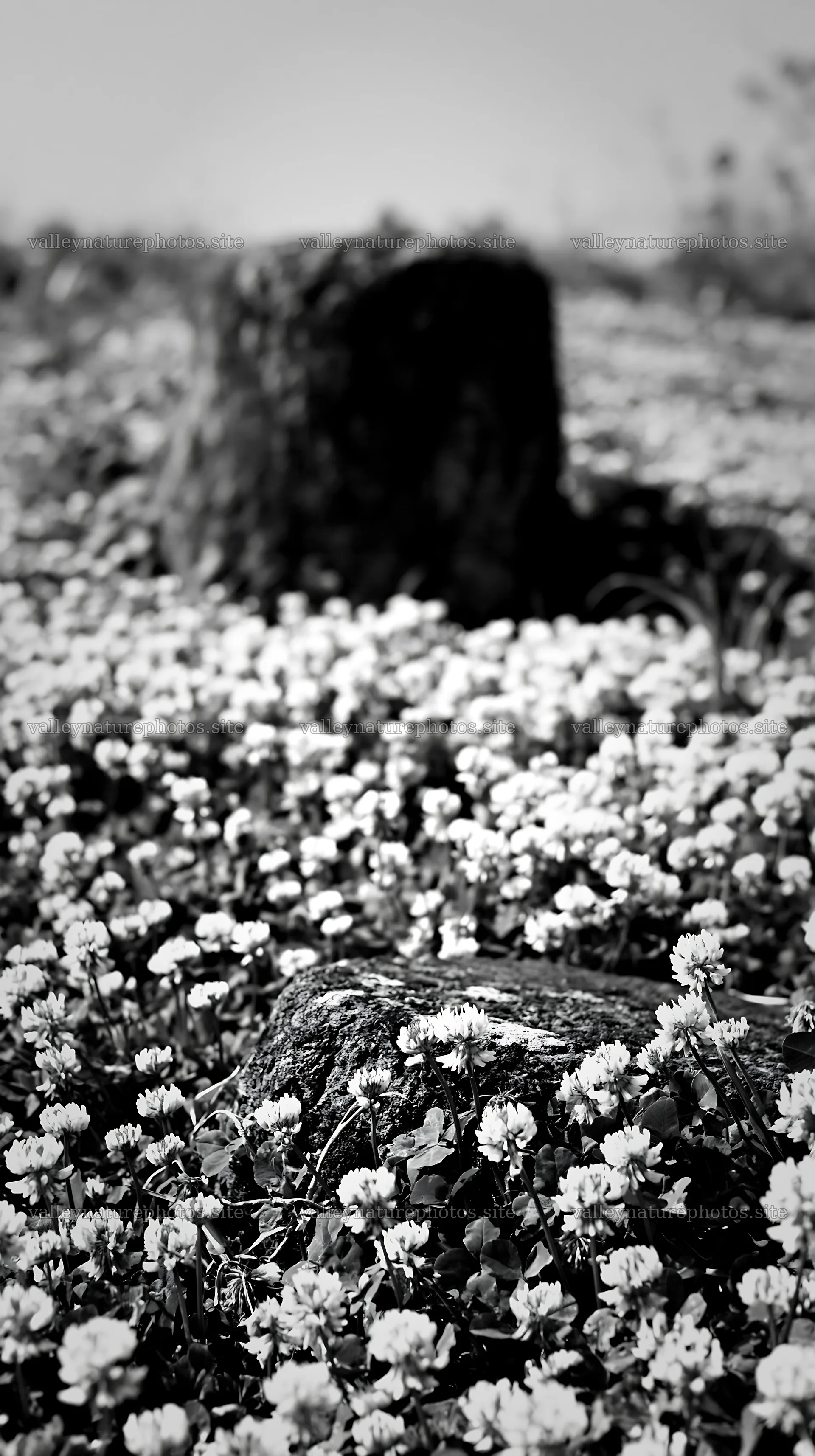 Kyoto spring wildflower meadow with stone in foreground – nature photography 5938x10608