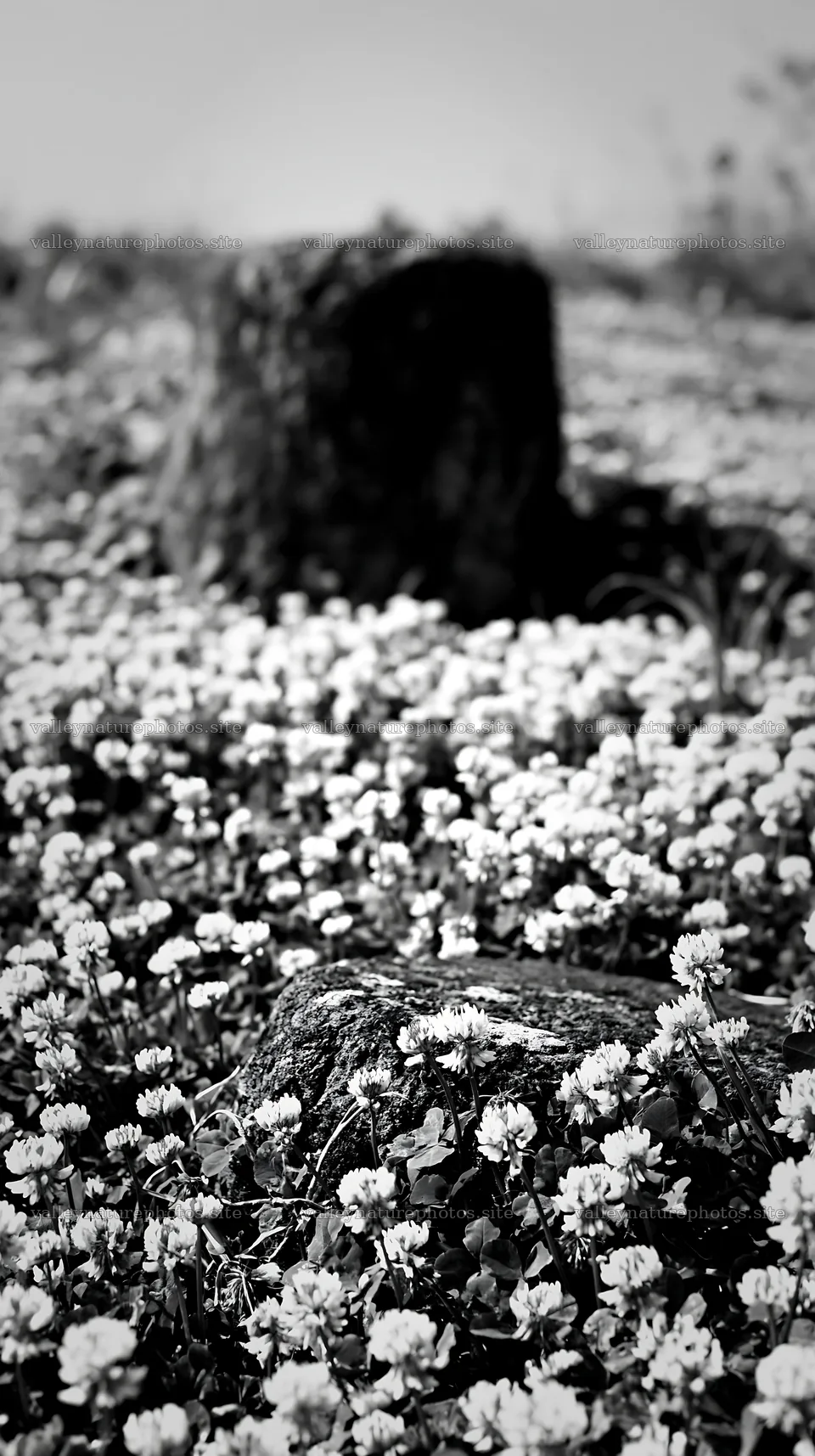 Kyoto spring wildflower meadow with stone in foreground – nature photography 5938x10608