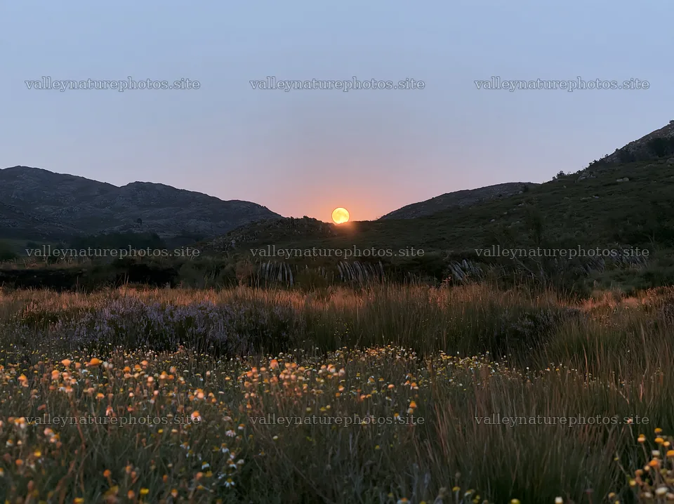 Moonrise over a meadow with flowers and mountains in the background – nature photography 9174x6866