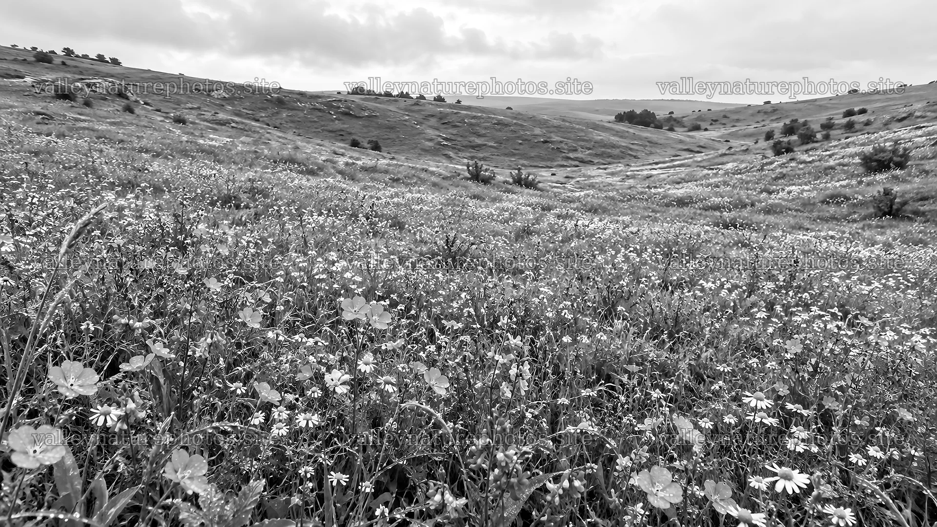 Wildflower Meadow Beneath Rolling Hills – nature photography 10324x5812