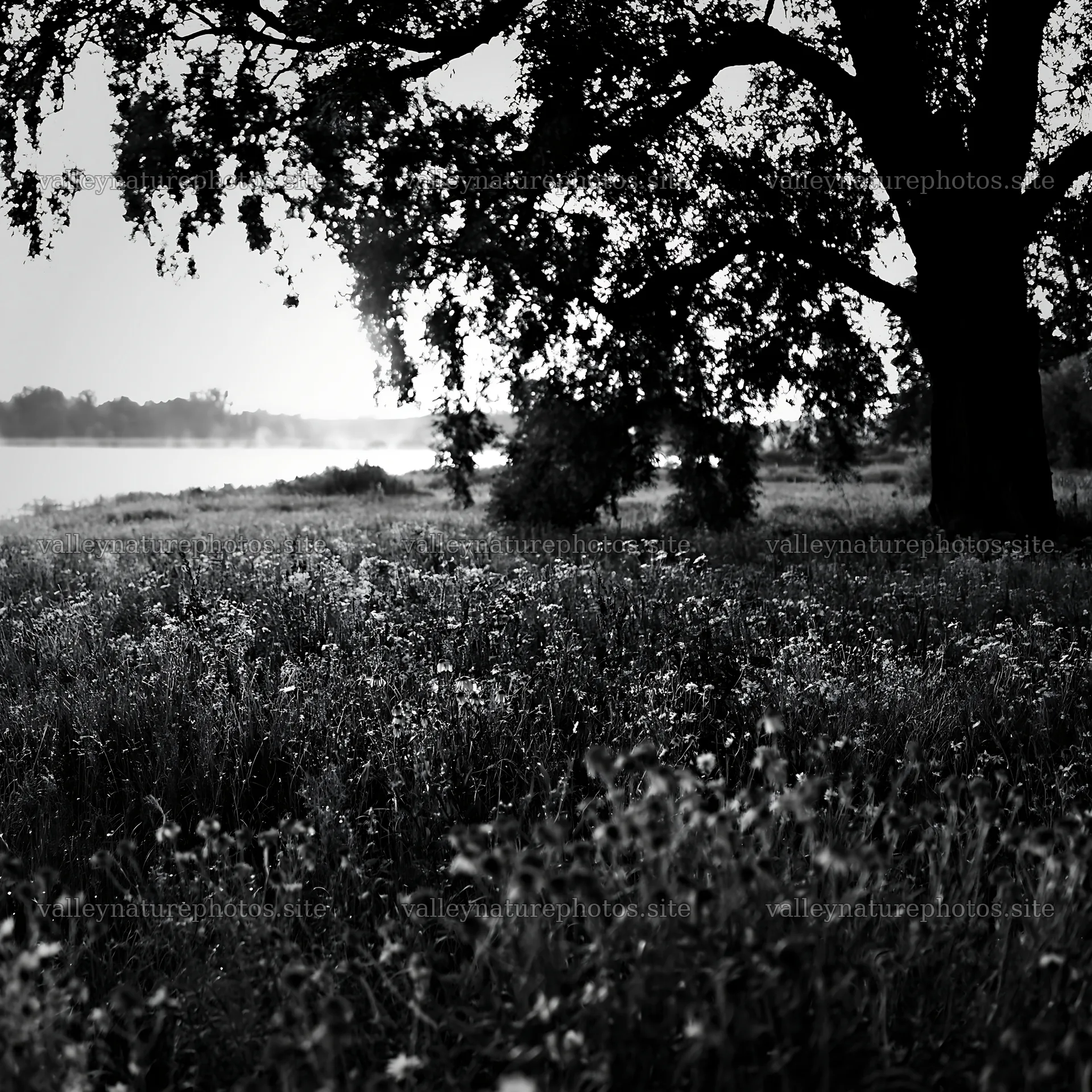 Lakeside meadow in Germany with tree and wildflowers – nature photography 7938x7938