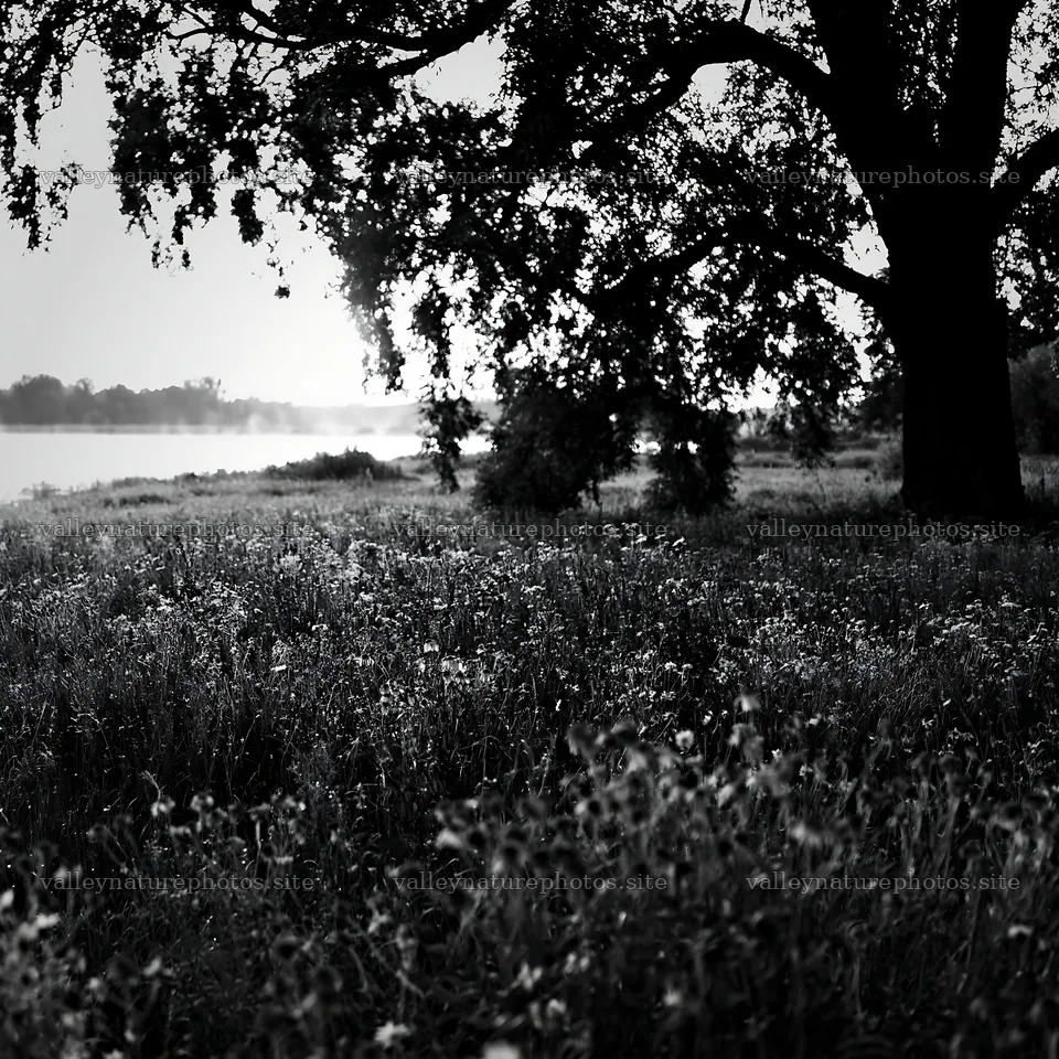 Lakeside meadow in Germany with tree and wildflowers – nature photography 7938x7938