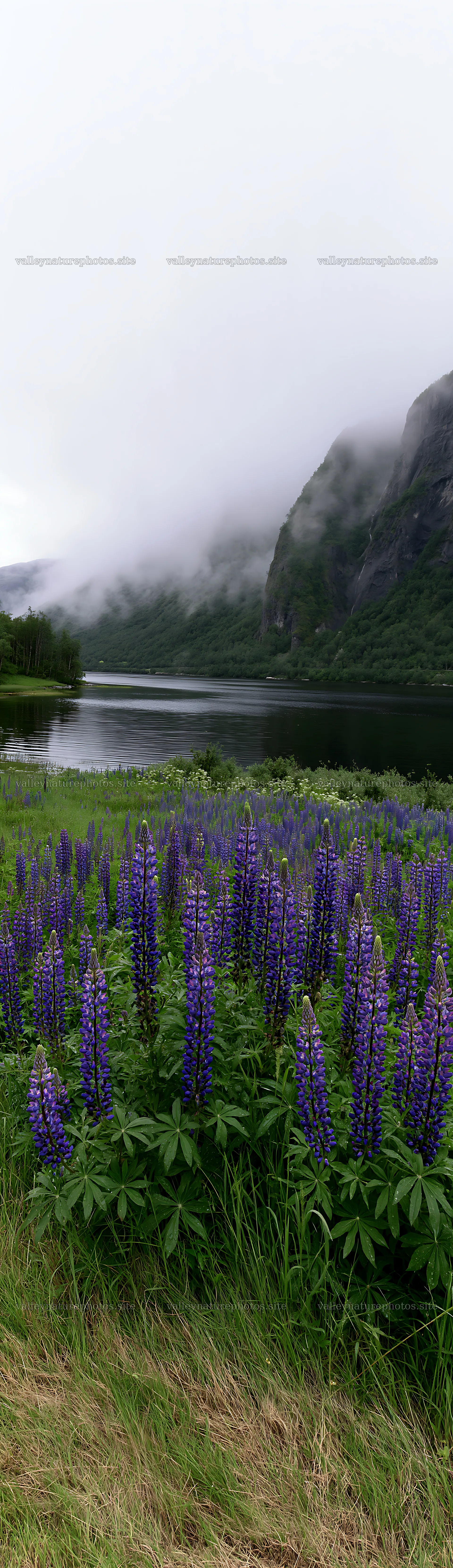 Lupin meadow foreground with copy space by the lake – nature photography 4268x14762