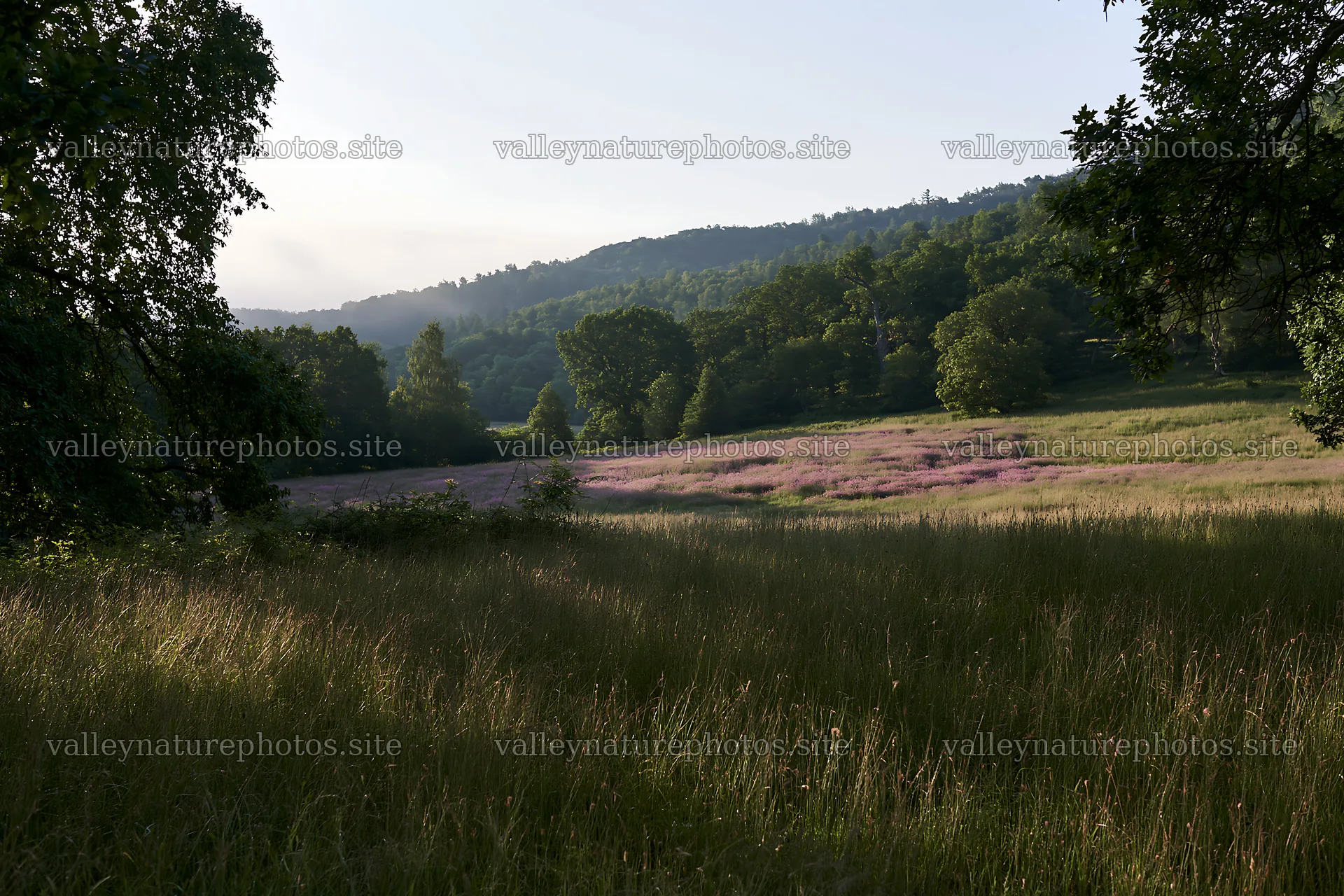 Wooded valley meadow during early morning light – nature photography 9722x6480