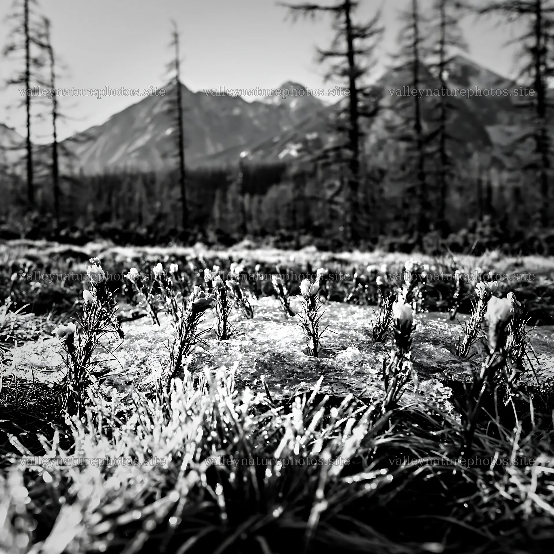 Tatra mountains meadow with snowmelt in spring season – nature photography 7938x7938