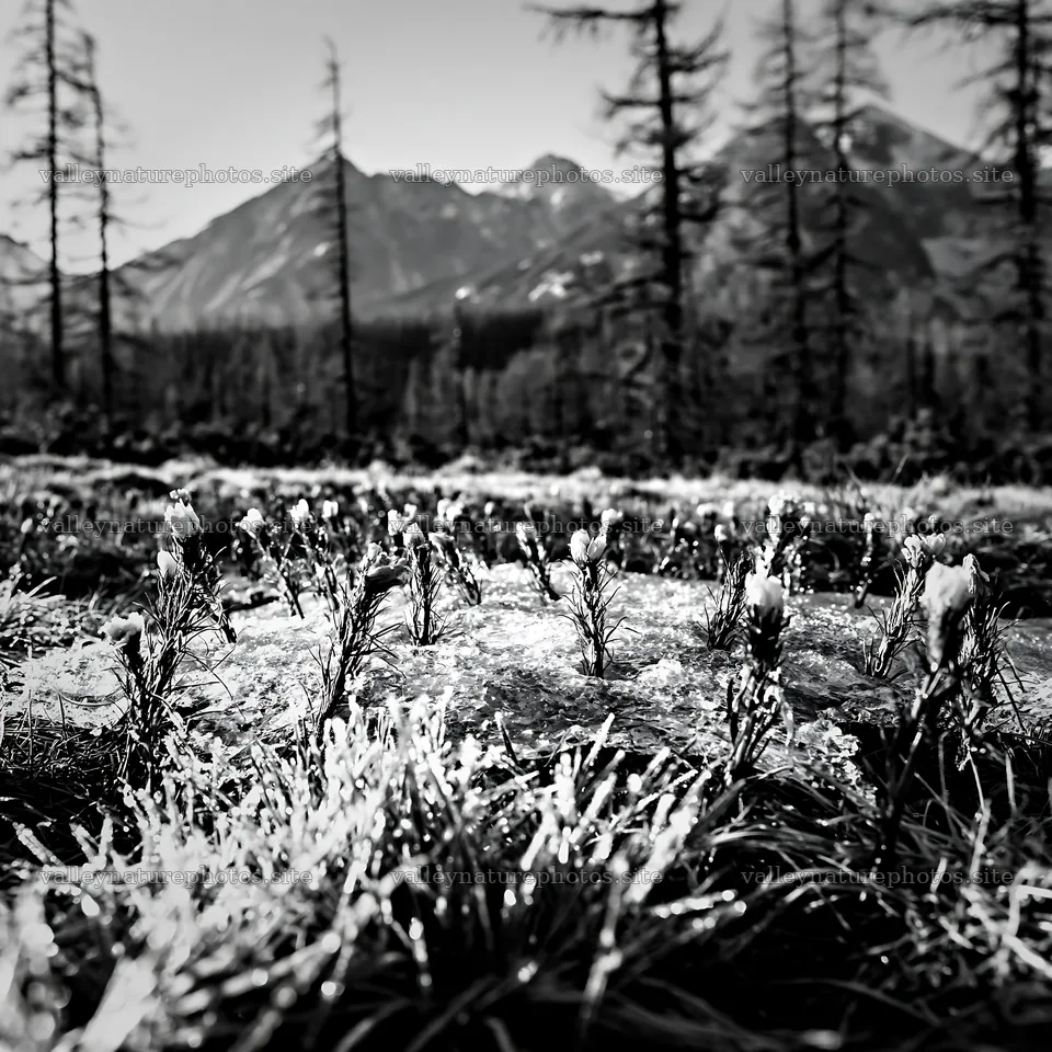 Tatra mountains meadow with snowmelt in spring season – nature photography 7938x7938