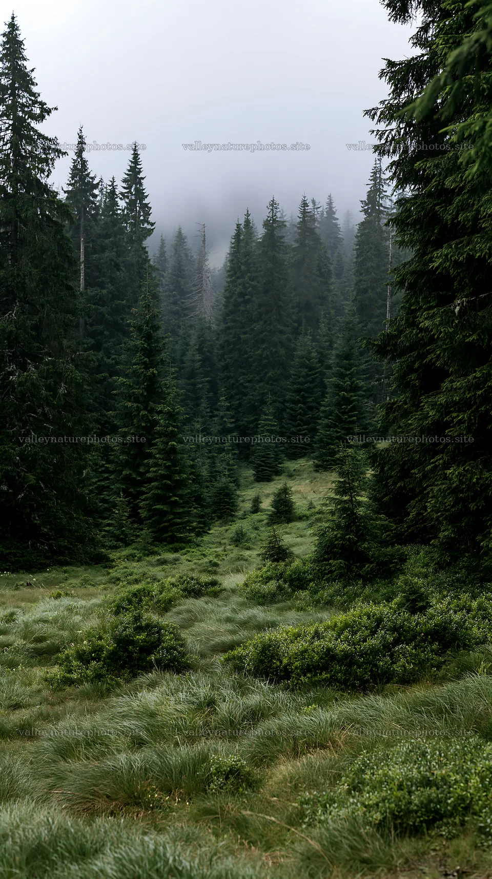 Regenerative meadow in a forest with mist and tall trees – nature photography 5938x10608