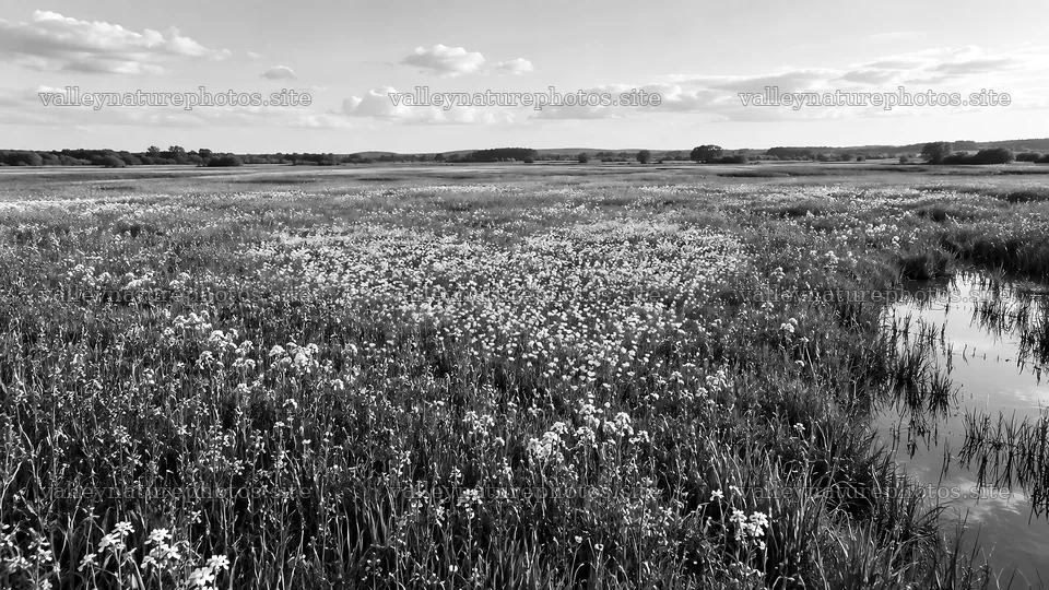 Monochrome Wildflower Wetland with Water Channel – nature photography 10324x5812