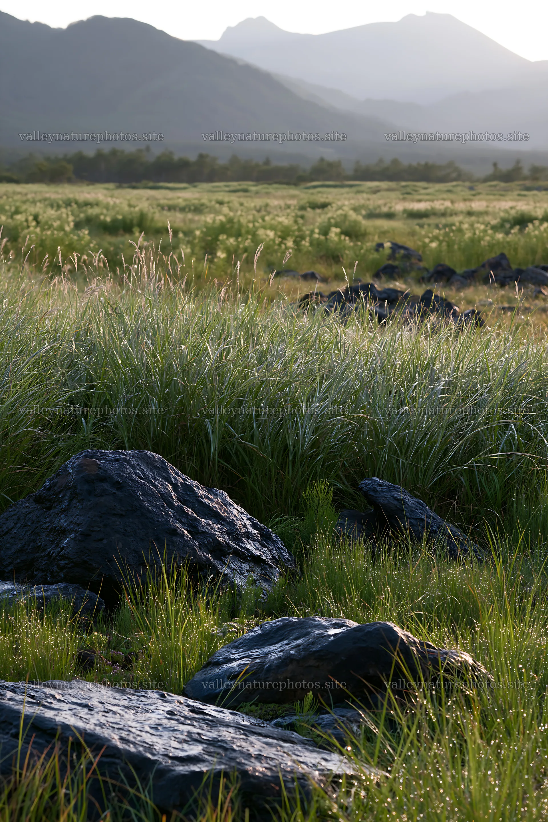 Dew on silver grass meadow in Nagano with rocky foreground – nature photography 6480x9722