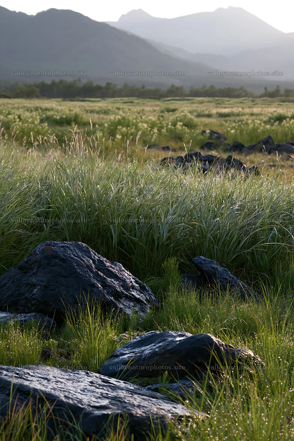 Dew on silver grass meadow in Nagano with rocky foreground – nature photography 6480x9722