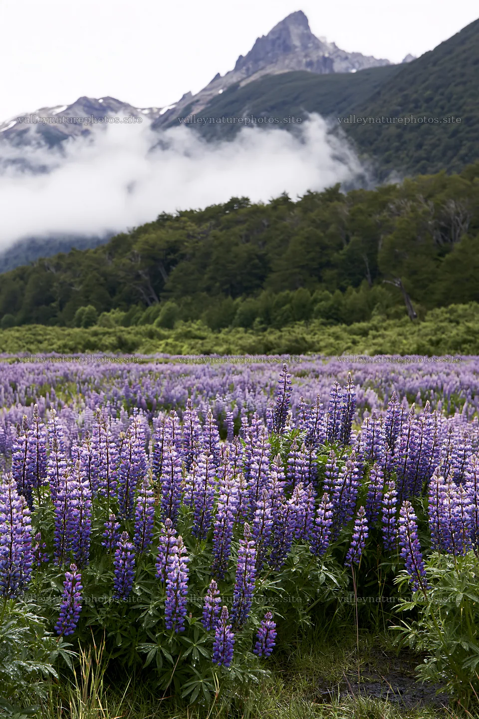 Lupin meadow with mountains and clouds in the background – nature photography 6480x9722