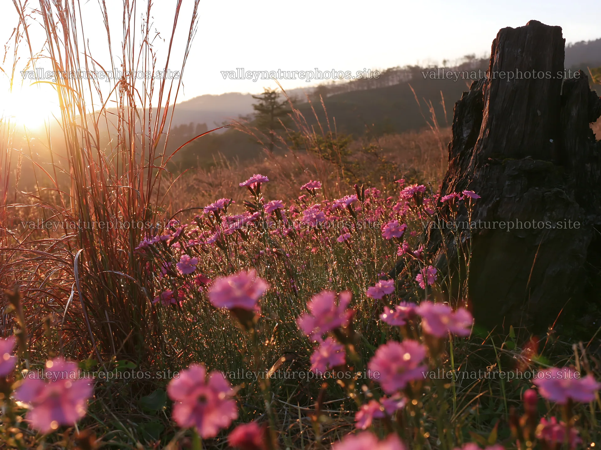 Fukushima native meadow with weathered stump – nature photography 9174x6866