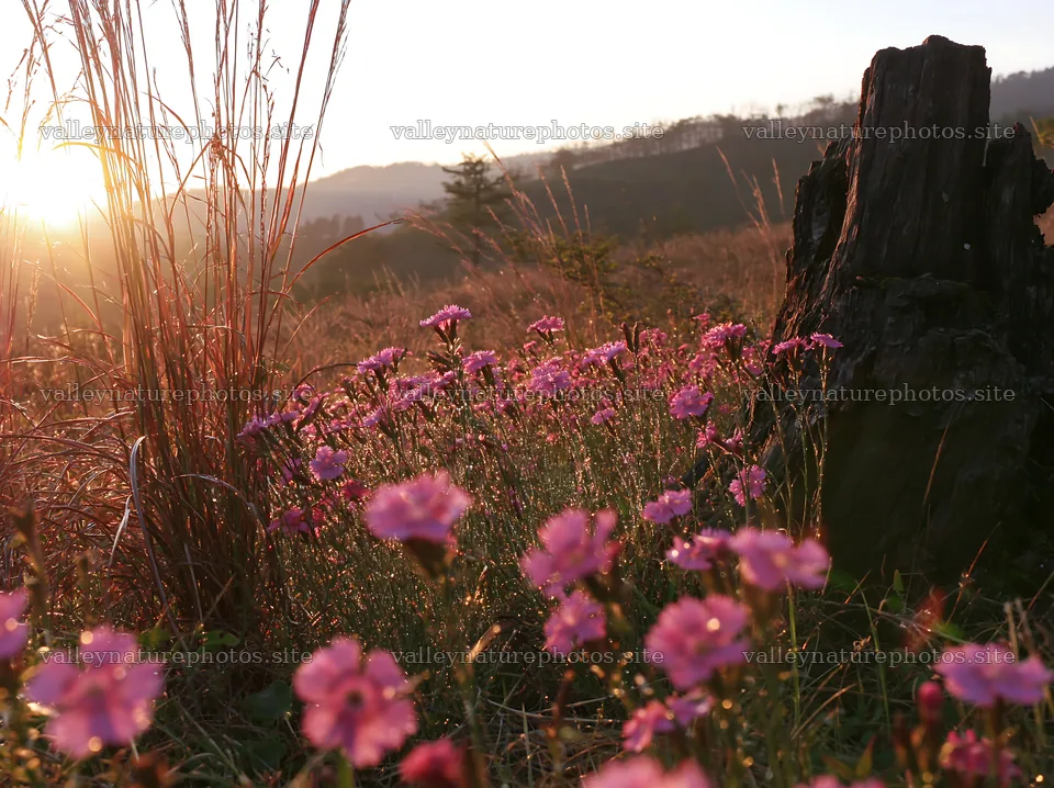 Fukushima native meadow with weathered stump – nature photography 9174x6866