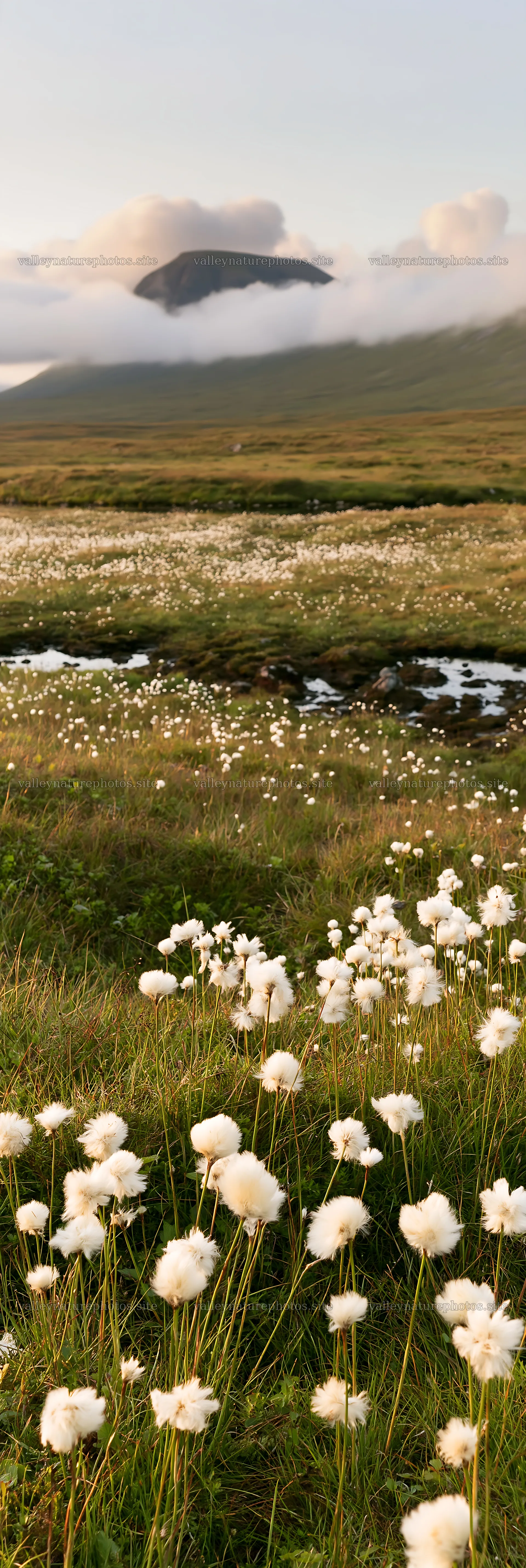 Cottongrass meadow near mountains under soft light – nature photography 4602x13690