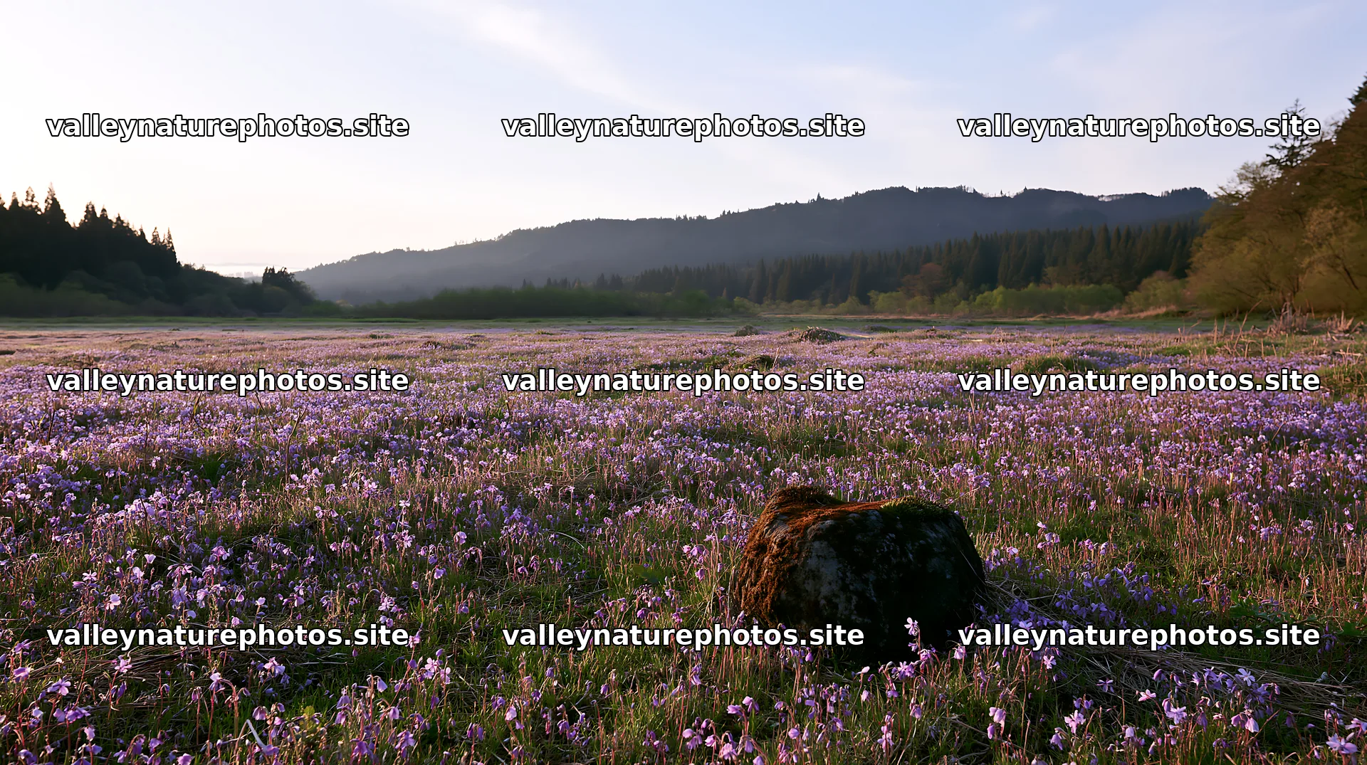 Miyagi spring recovery meadow mossy stone at sunset – nature photography 10608x5938