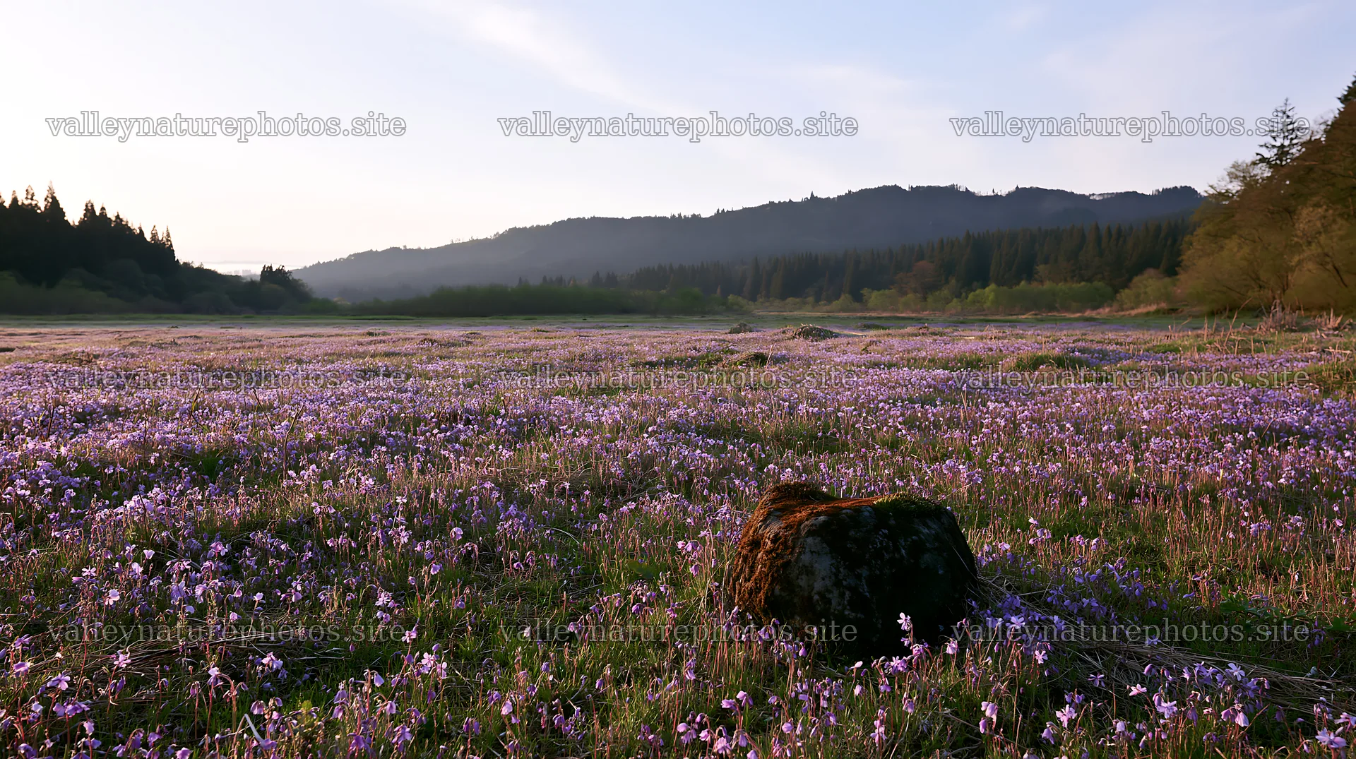 Miyagi spring recovery meadow mossy stone at sunset – nature photography 10608x5938
