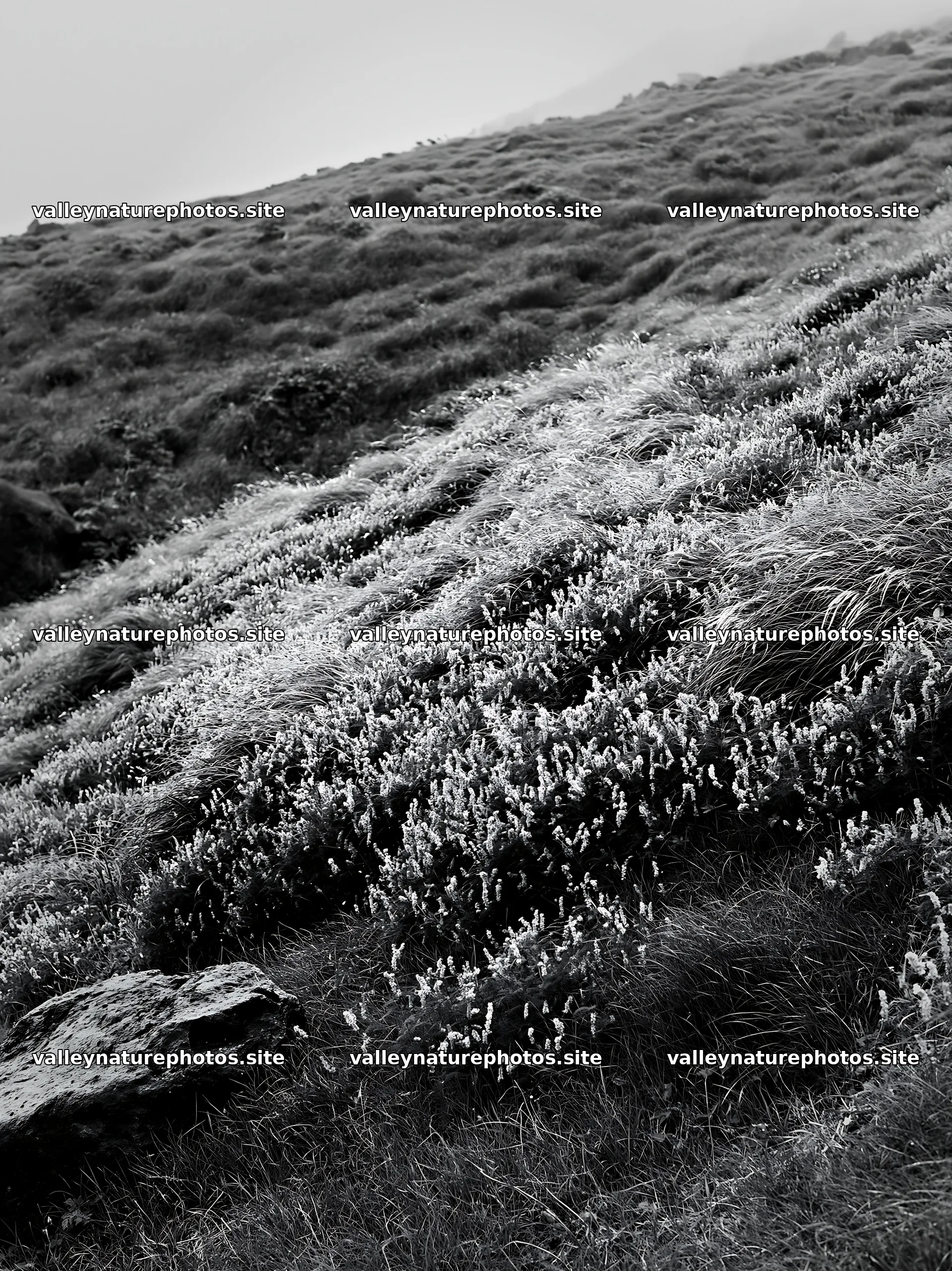 Aomori climate resilient meadow with boulder – nature photography 6866x9174
