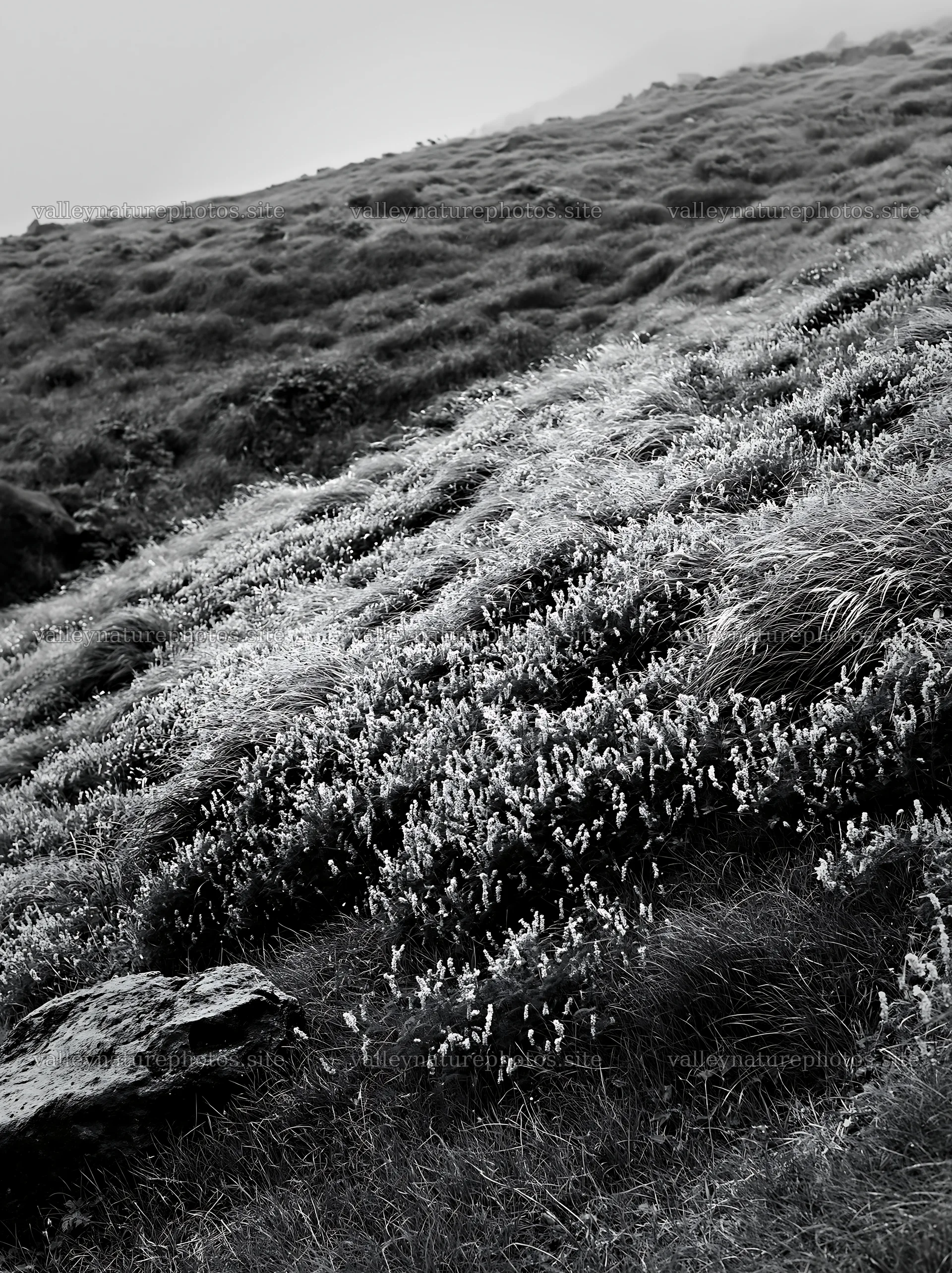 Aomori climate resilient meadow with boulder – nature photography 6866x9174