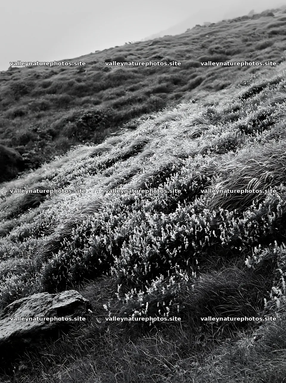 Aomori climate resilient meadow with boulder – nature photography 6866x9174