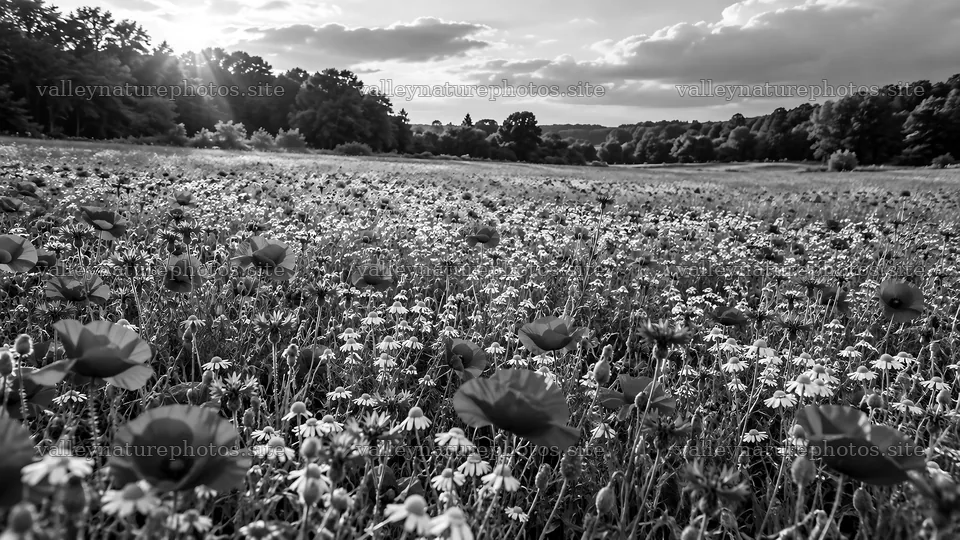 Sunbeams Over a Monochrome Wildflower Meadow – nature photography 10324x5812