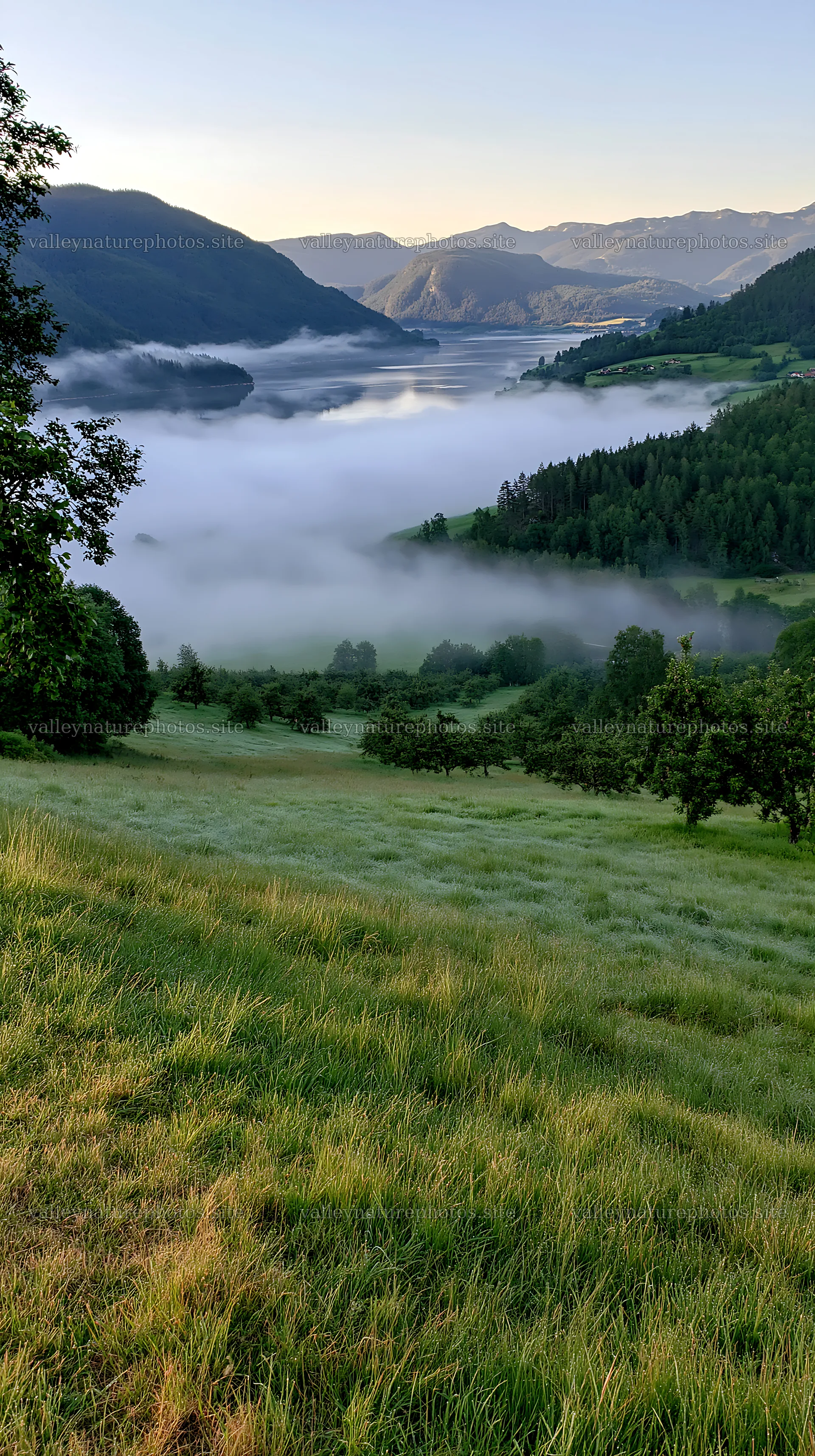 Fjord orchard meadow with fog covering the valley at sunrise – nature photography 5938x10608