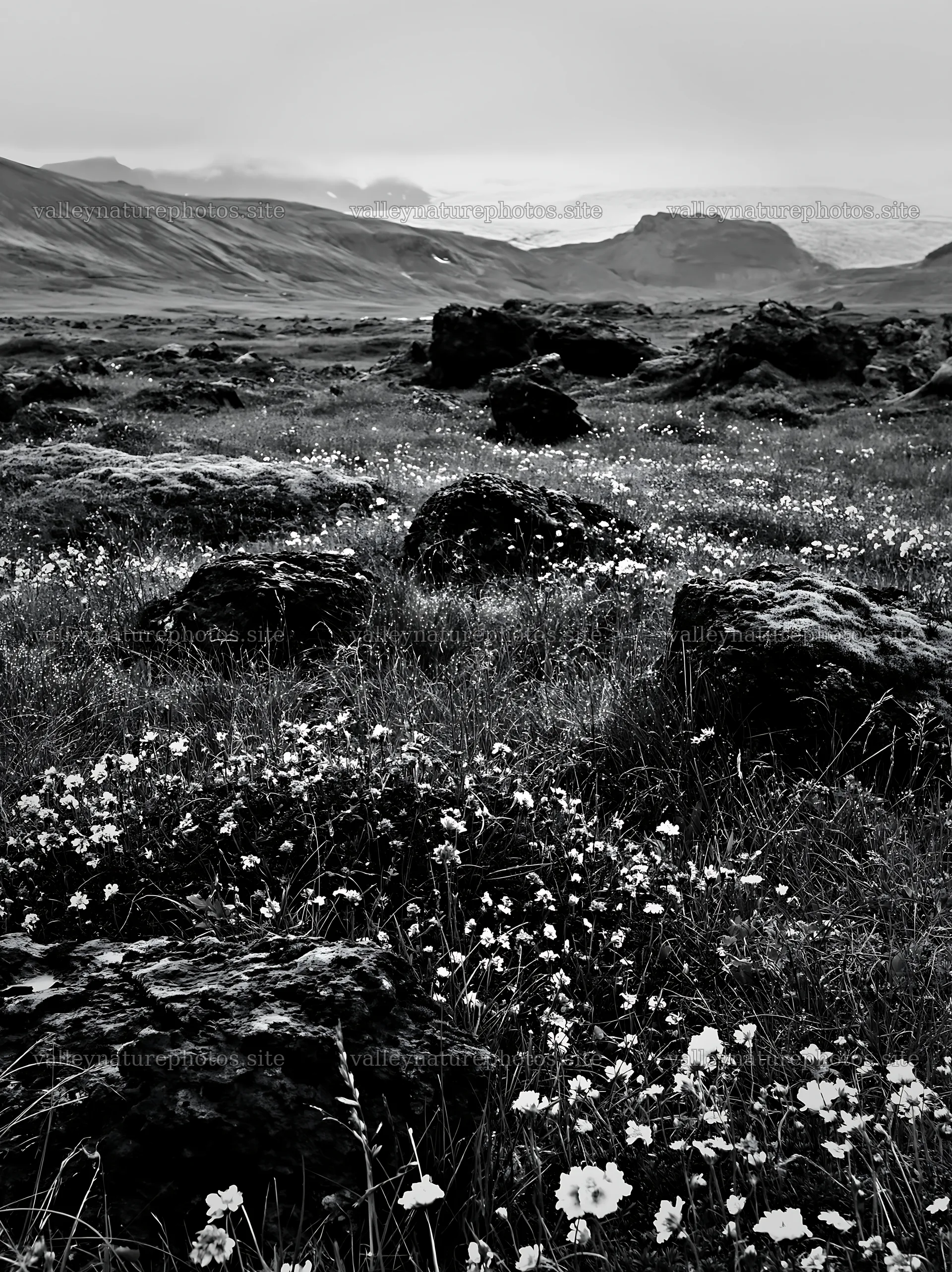 Meadow with boulders and wildflowers in a natural setting – nature photography 6866x9174
