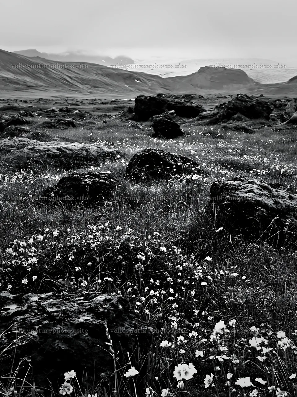 Meadow with boulders and wildflowers in a natural setting – nature photography 6866x9174