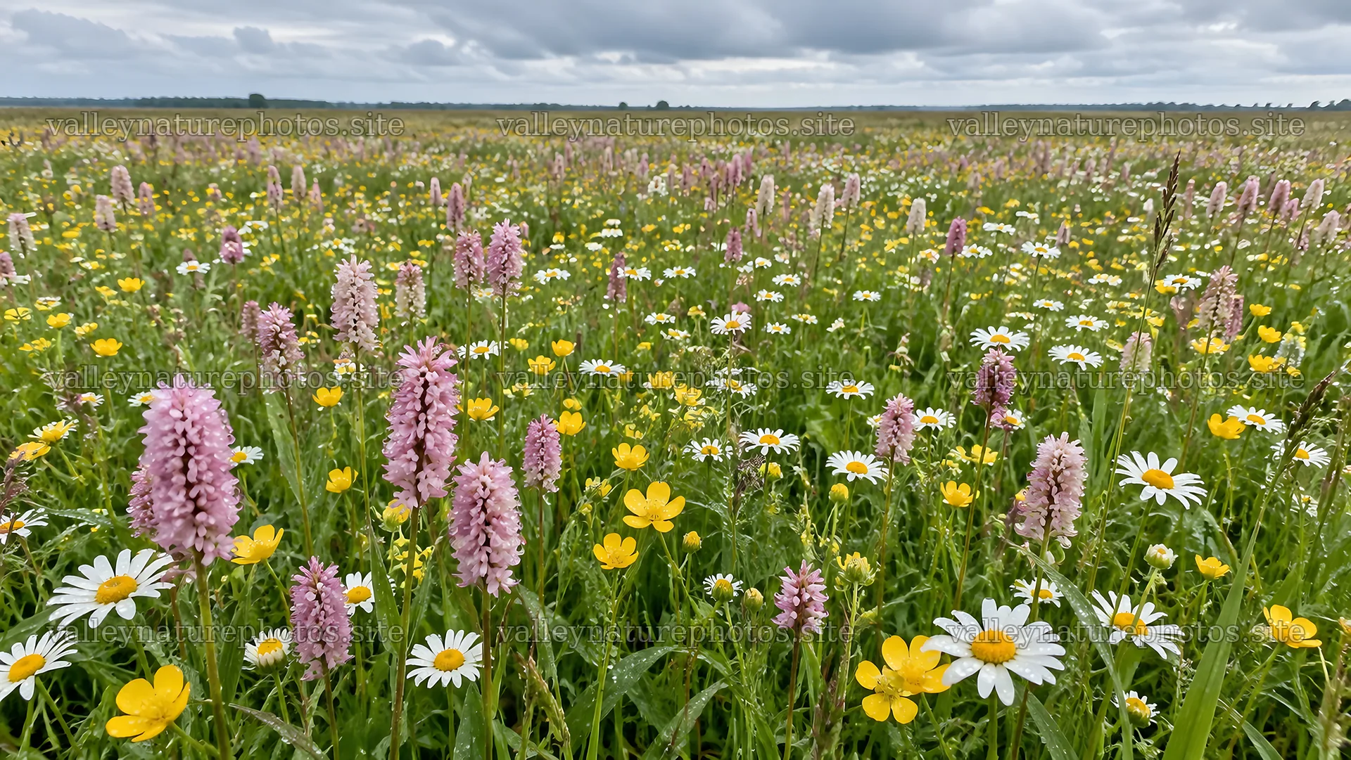 Cloudy Sky Over a Colorful Wildflower Meadow – nature photography 10324x5812