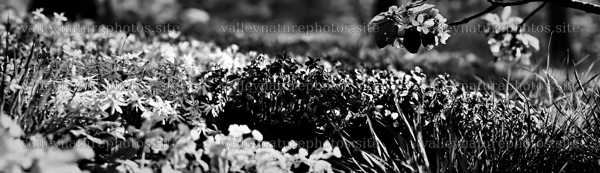 First leaves in an Easter meadow background – nature photography 14762x4268