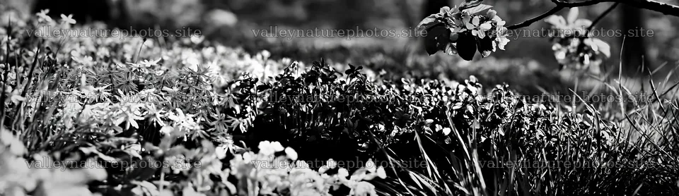 First leaves in an Easter meadow background – nature photography 14762x4268
