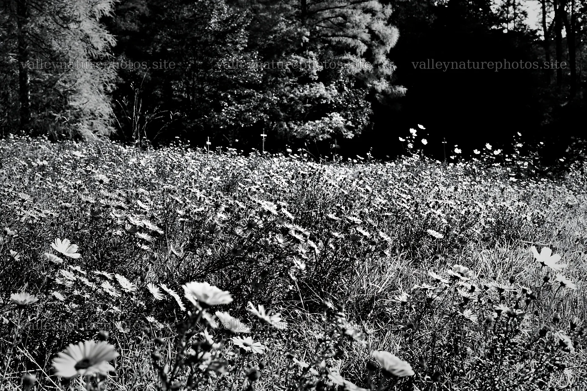 Christian crosses beside mineral spring meadow with flowers – nature photography 9722x6480