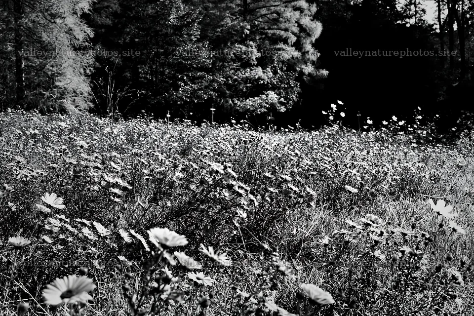 Christian crosses beside mineral spring meadow with flowers – nature photography 9722x6480