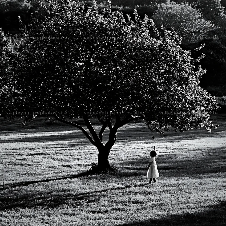 Easter apple tree in a field with a person standing nearby – nature photography 7938x7938