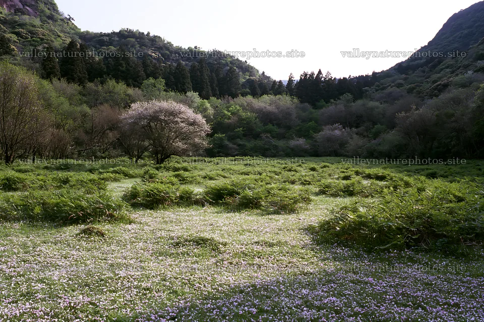 Fukuoka spring meadow with fallen blossoms in the foreground – nature photography 9722x6480