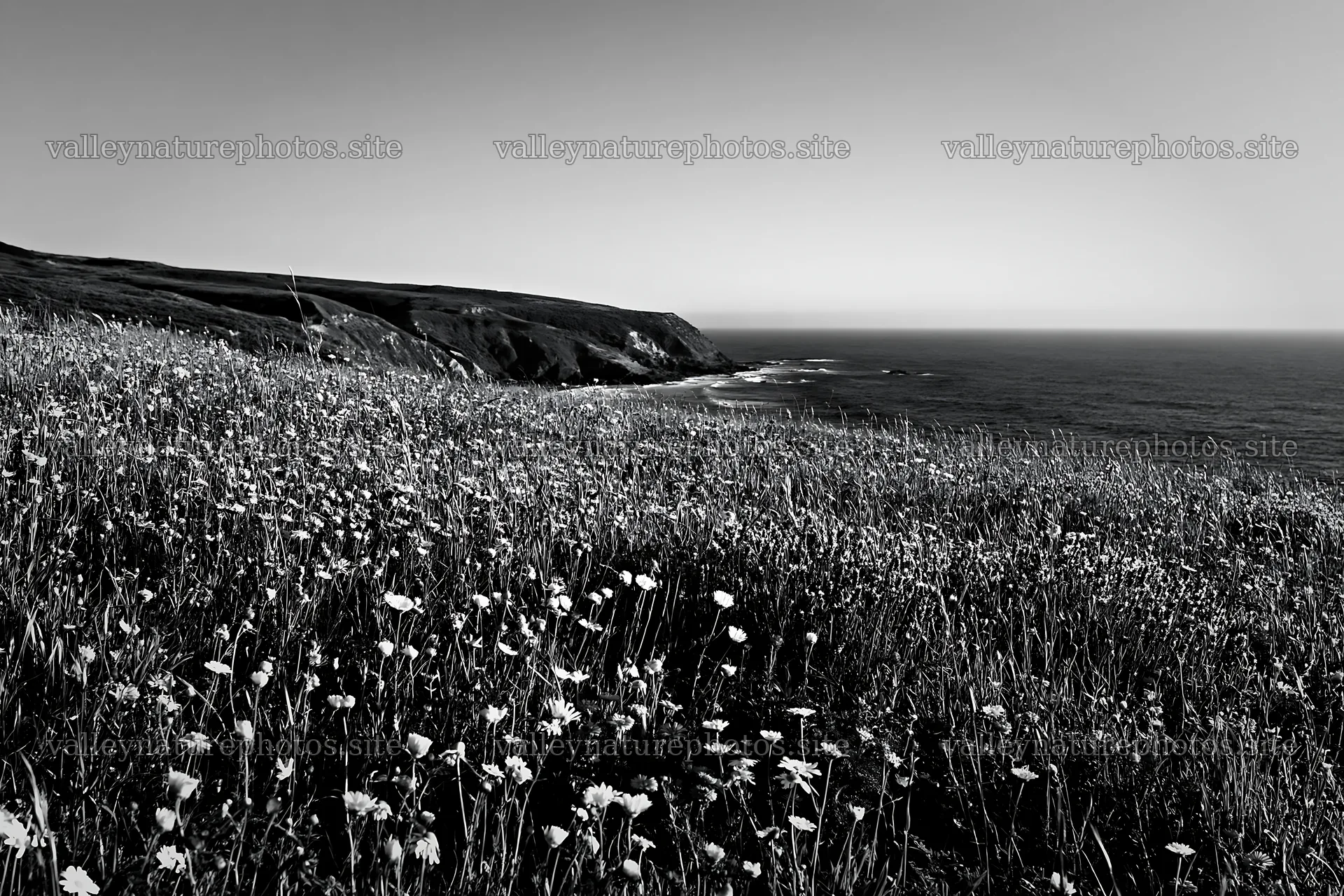 Portuguese meadow above Atlantic coast with wildflowers – nature photography 9722x6480