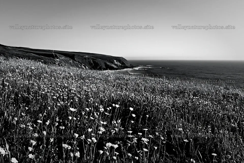 Portuguese meadow above Atlantic coast with wildflowers – nature photography 9722x6480