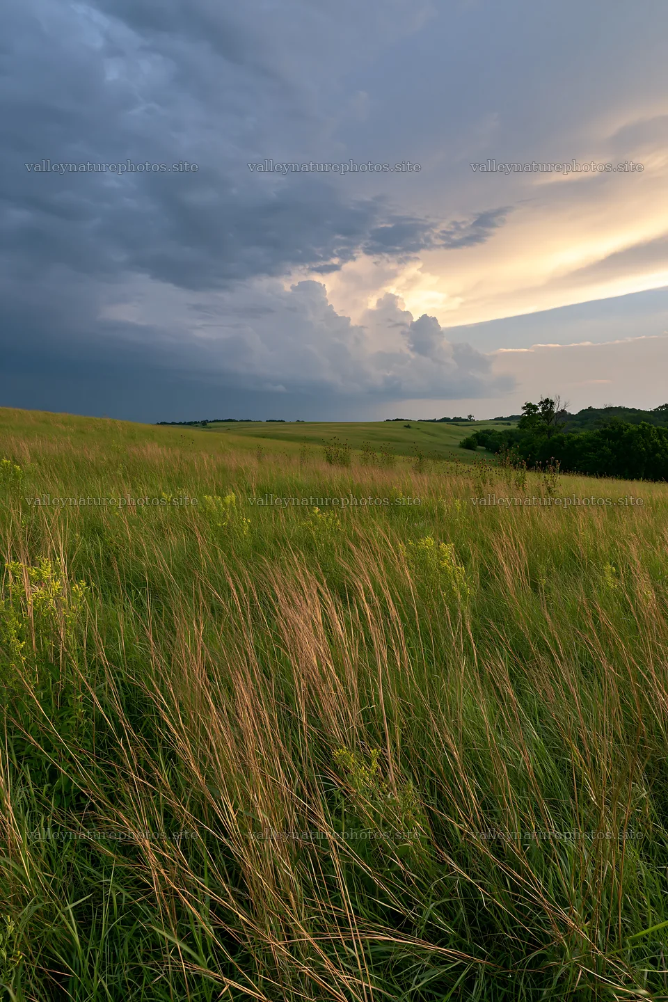 Seedheads in a grassy meadow at sunset – nature photography 6480x9722