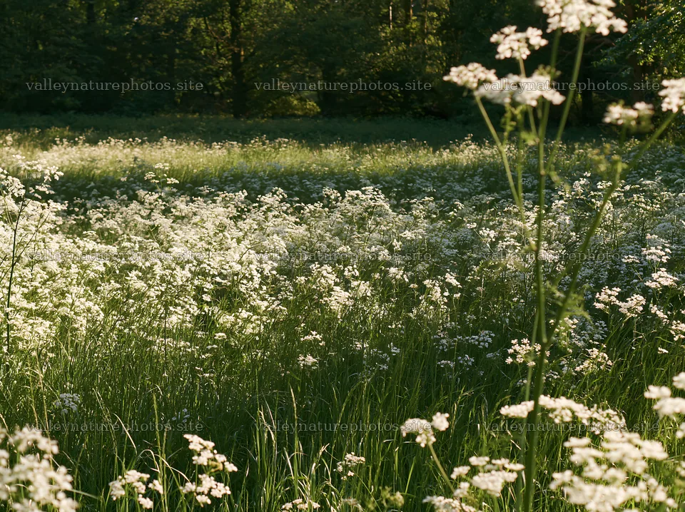Cow parsley meadow with bright flowers in natural light – nature photography 9174x6866