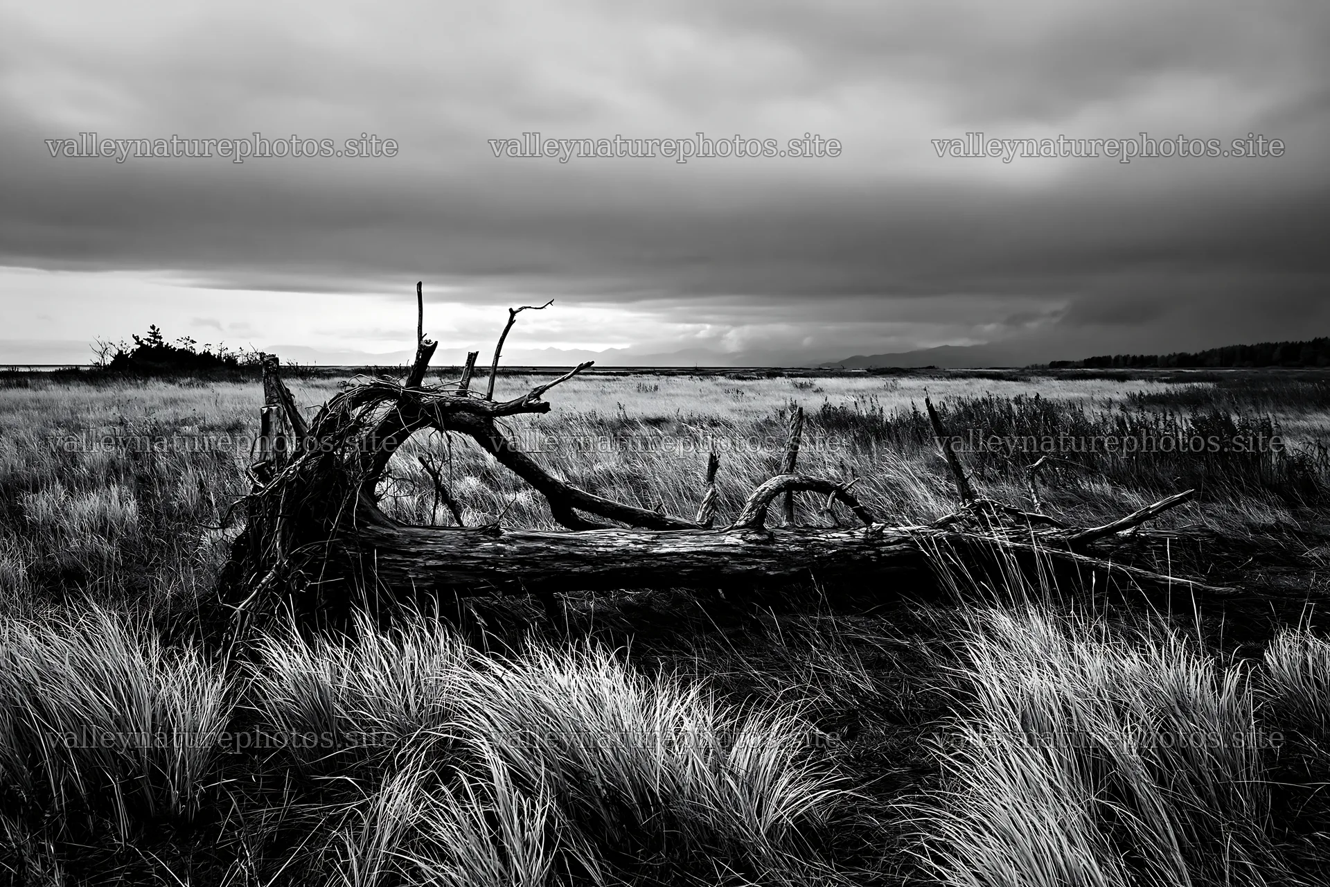 Ishikawa coastal meadow storm washed driftwood on grassland – nature photography 9722x6480