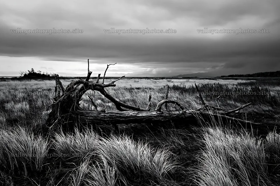 Ishikawa coastal meadow storm washed driftwood on grassland – nature photography 9722x6480
